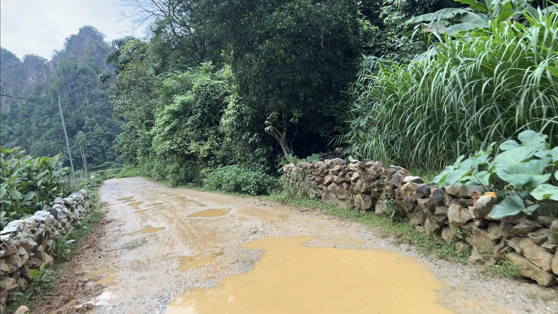 Muddy village road with puddles and dense greenery along the Cao Bằng Loop in rainy season