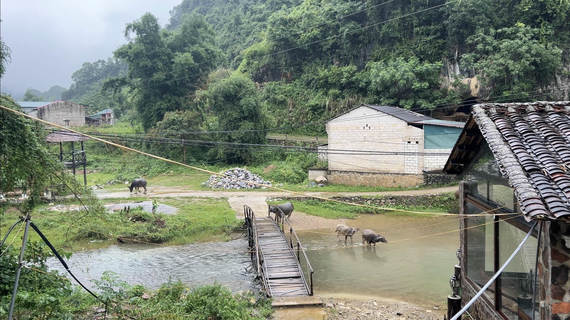 Morning view from a homestay room in Khuổi Ky Stone Village on the Cao Bang Loop with water buffalo wading through the stream